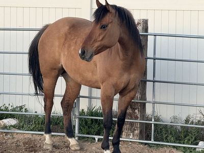 5 year old registered Dunn mare