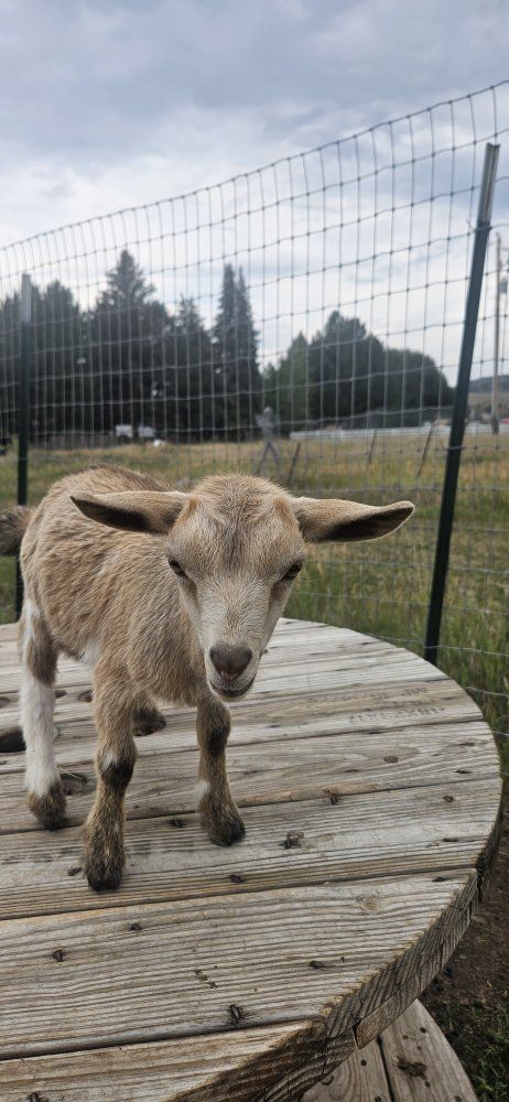 Nigerian Dwarf Goats - Kids and Adults Available $50.