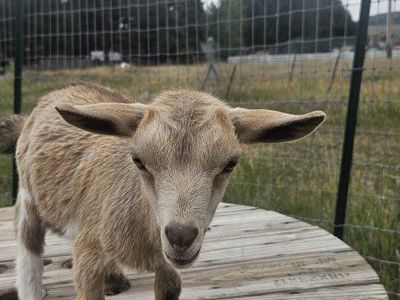 Nigerian Dwarf Goats - Kids and Adults Available $50.