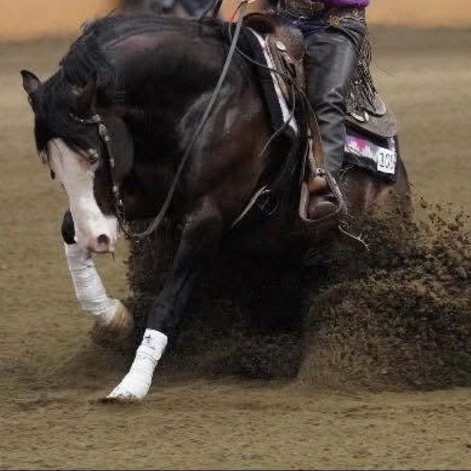 Spooks Big Bang AQHA/APHA