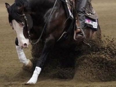 Spooks Big Bang AQHA/APHA