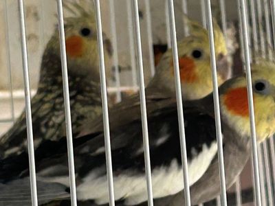 Cockatiels $150 ea not tame