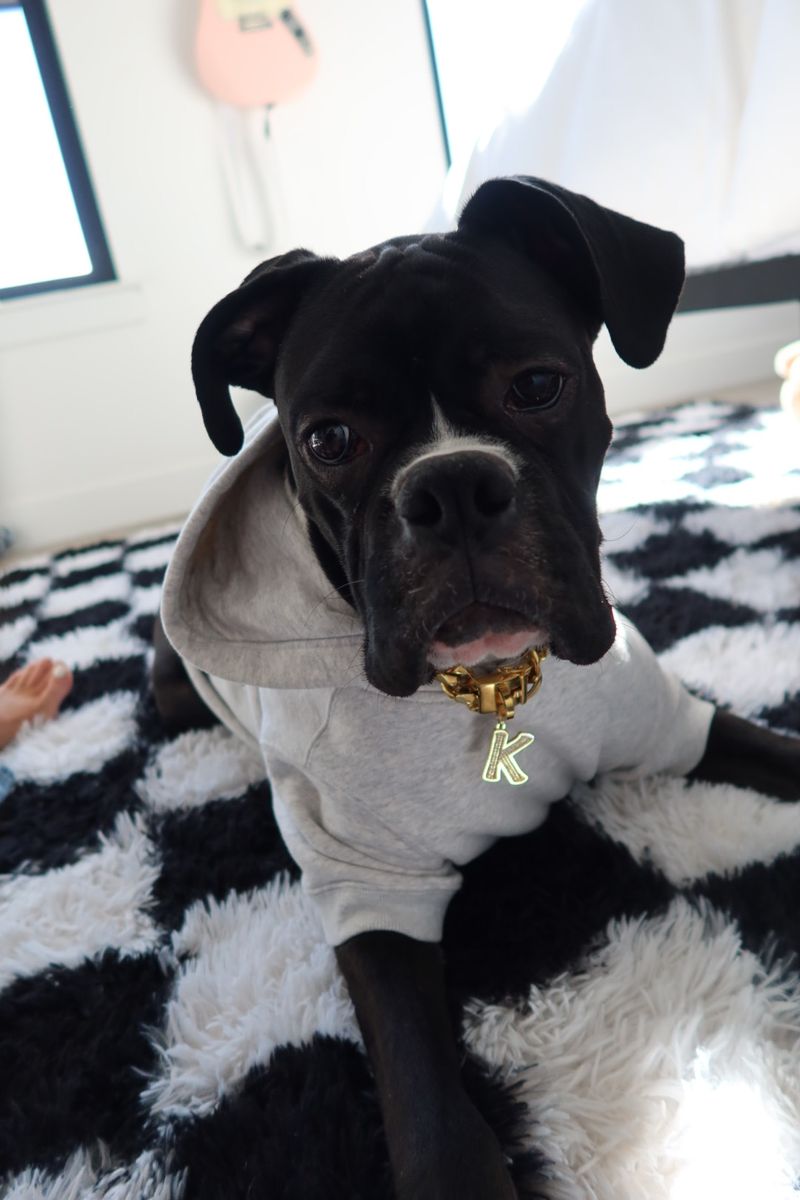 1 year old male boxer for sale