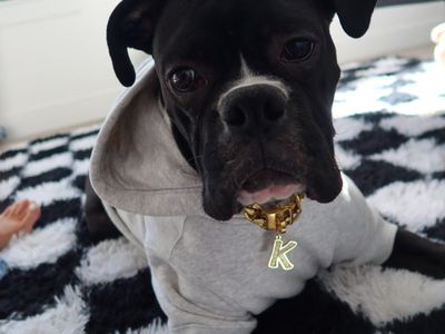 1 year old male boxer for sale