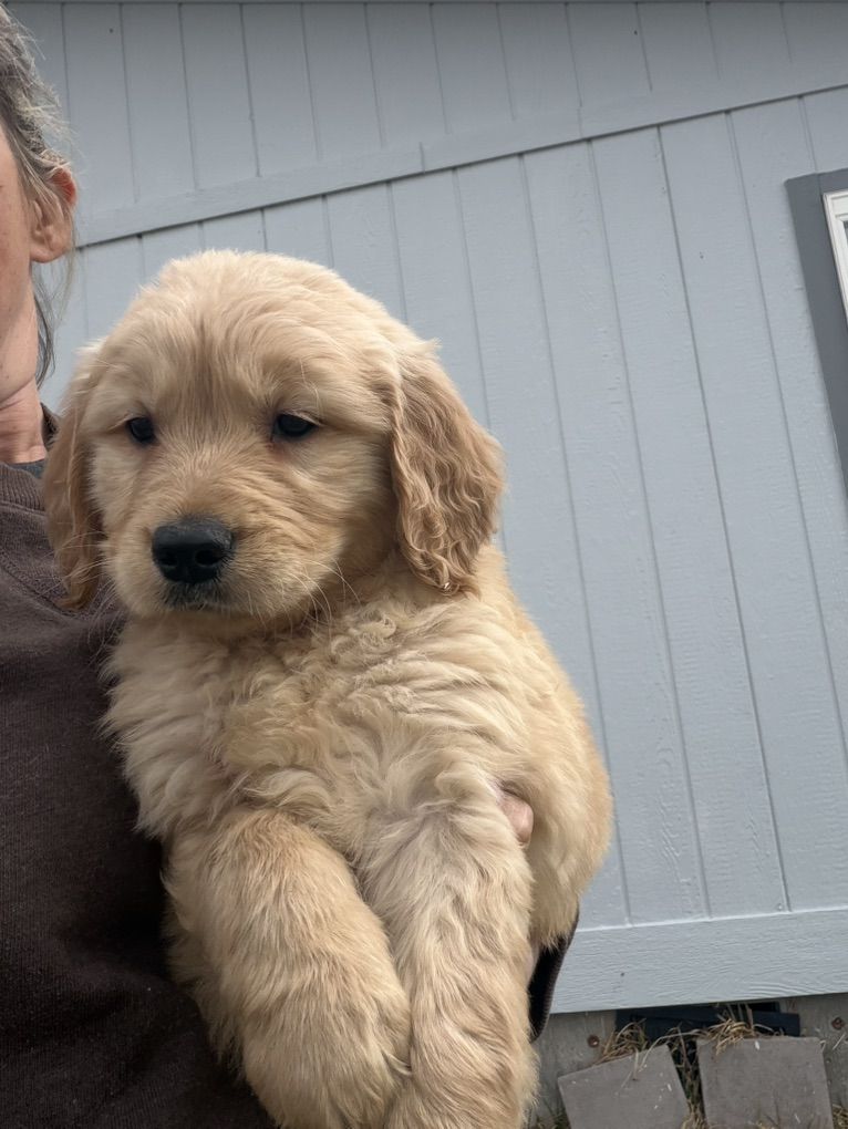 AKC Golden Retriever Puppies!!!