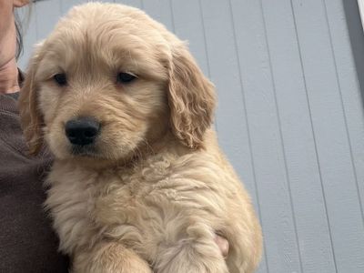 AKC Golden Retriever Puppies!!!