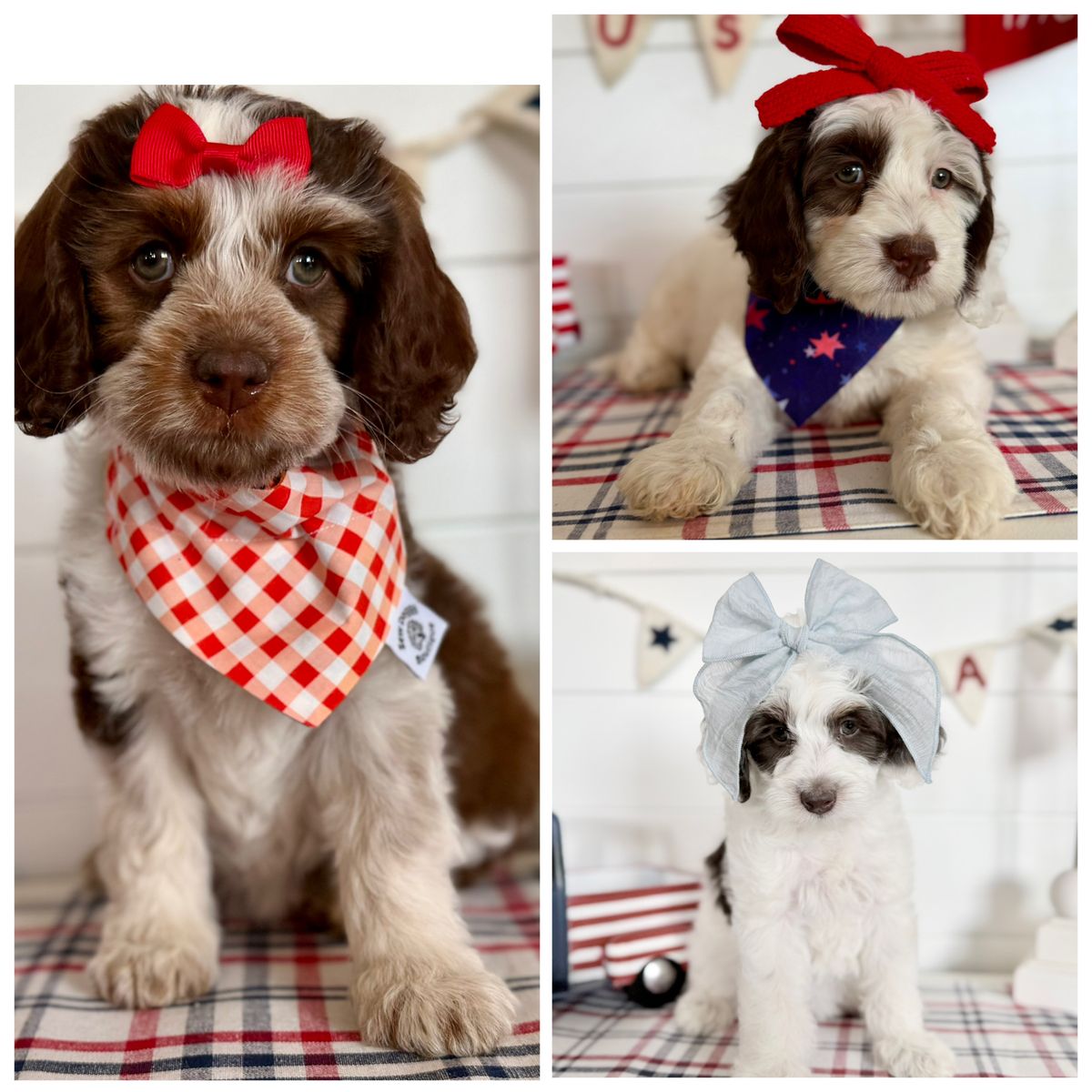 Mini teddy bear Bernedoodles