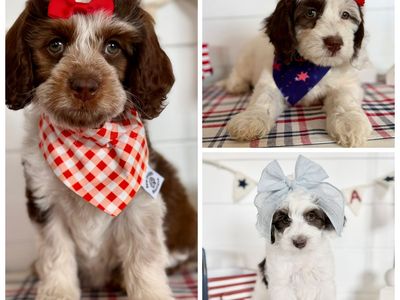 Mini teddy bear Bernedoodles