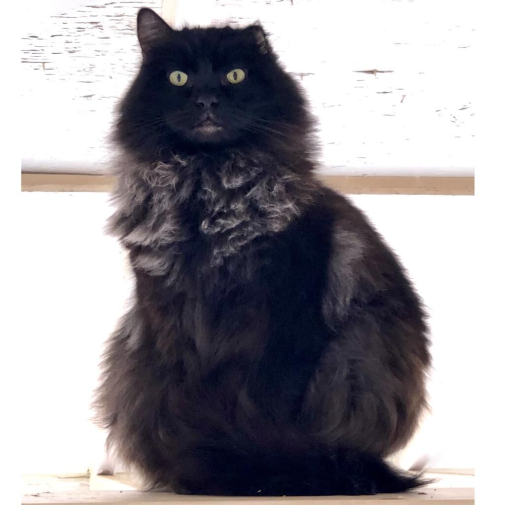 Hello my name is Depp