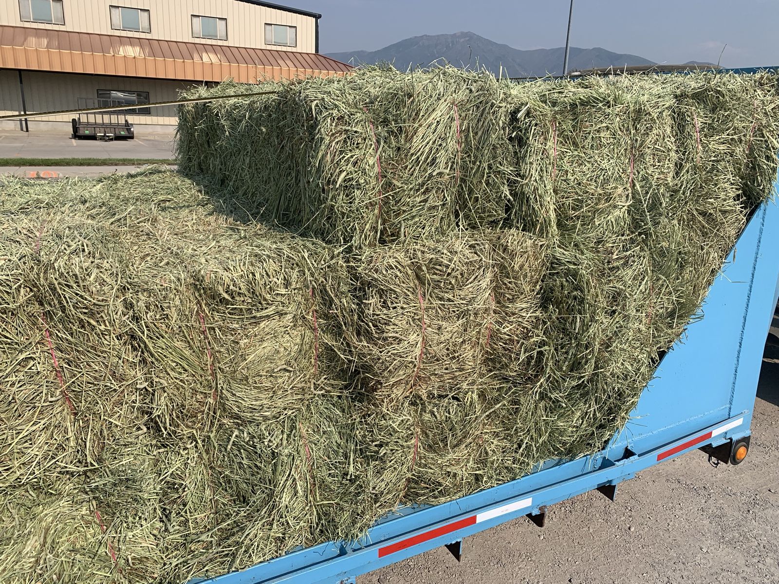 Timothy Grass