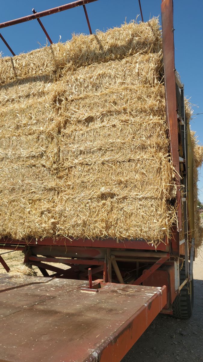 Oat Straw