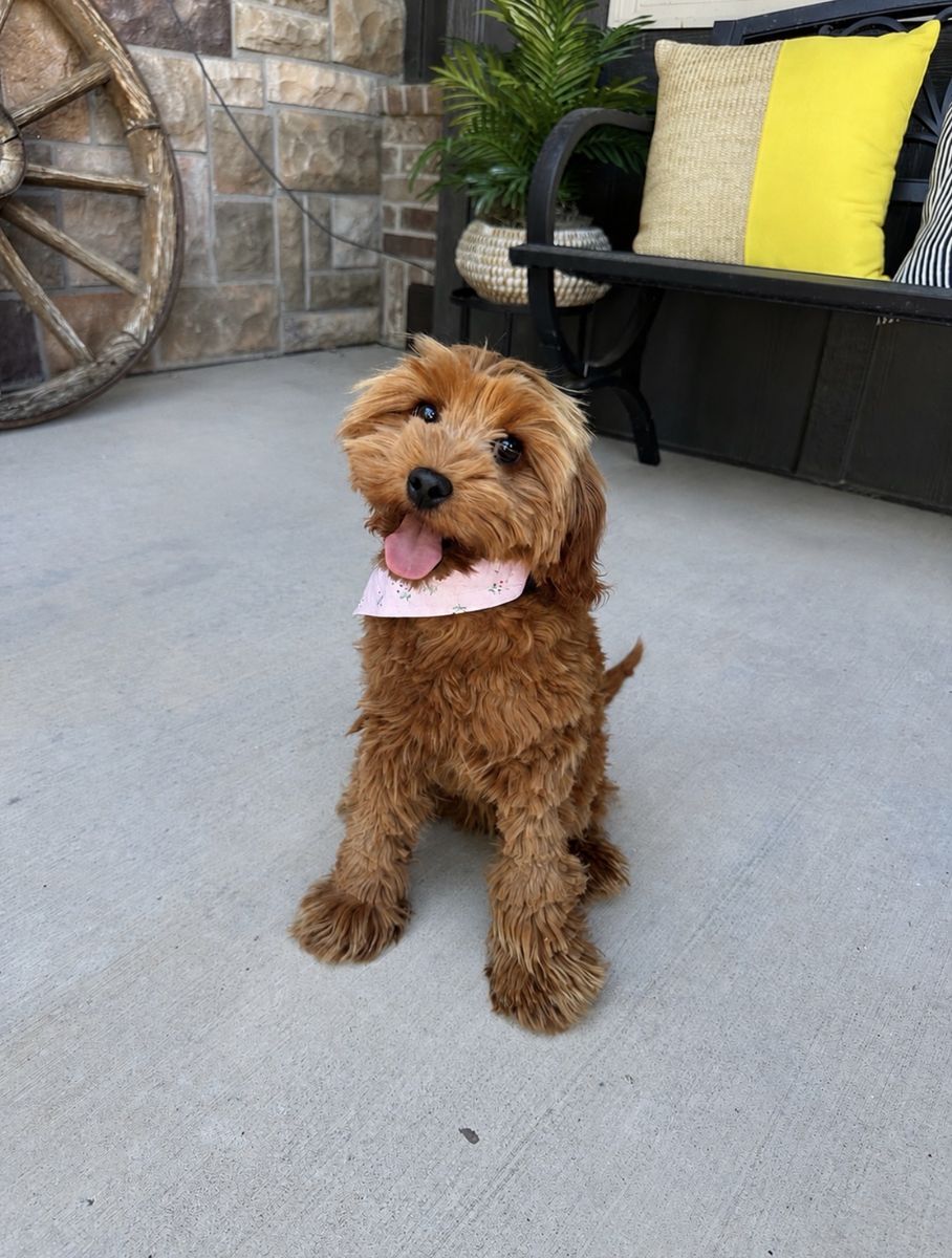 Adorable Mini Goldendoodle Puppy - Ready for a Loving Home!