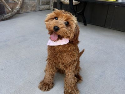 Adorable Mini Goldendoodle Puppy - Ready for a Loving Home!