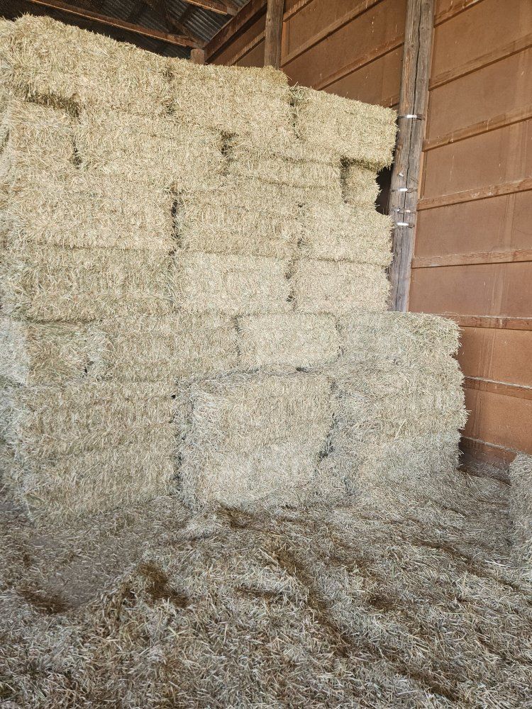 Wheatgrass hay