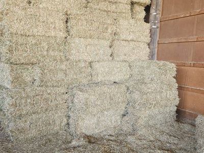 Wheatgrass hay
