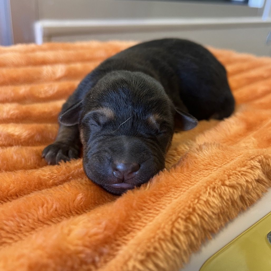 Hello my name is Supergiant