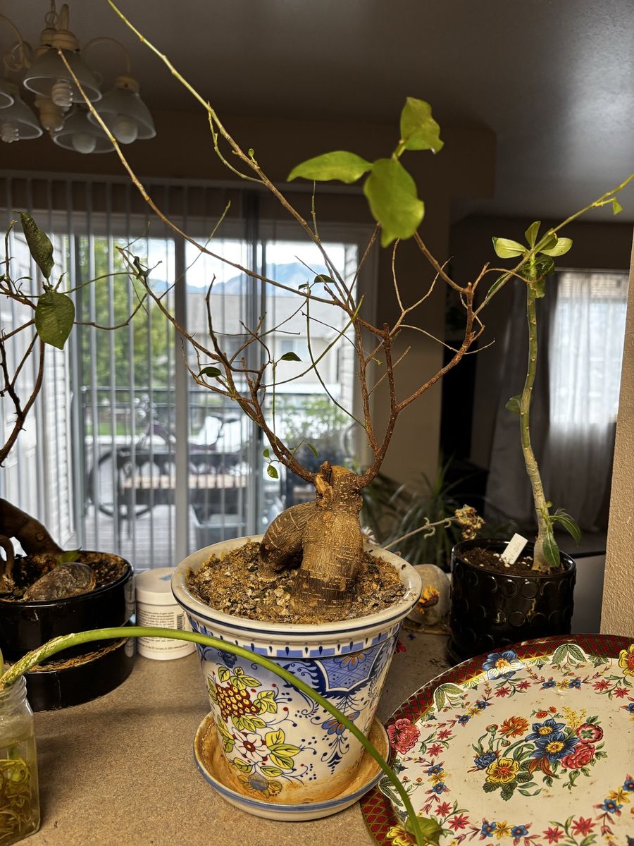 Two Unique Mature Ficus Microcarpa Ginseng Bonsai Plant with Character (Pot included)