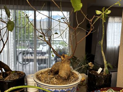 Two Unique Mature Ficus Microcarpa Ginseng Bonsai Plant with Character (Pot included)