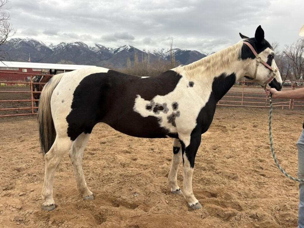 Registered Paint. Adult Or Kid Horse
