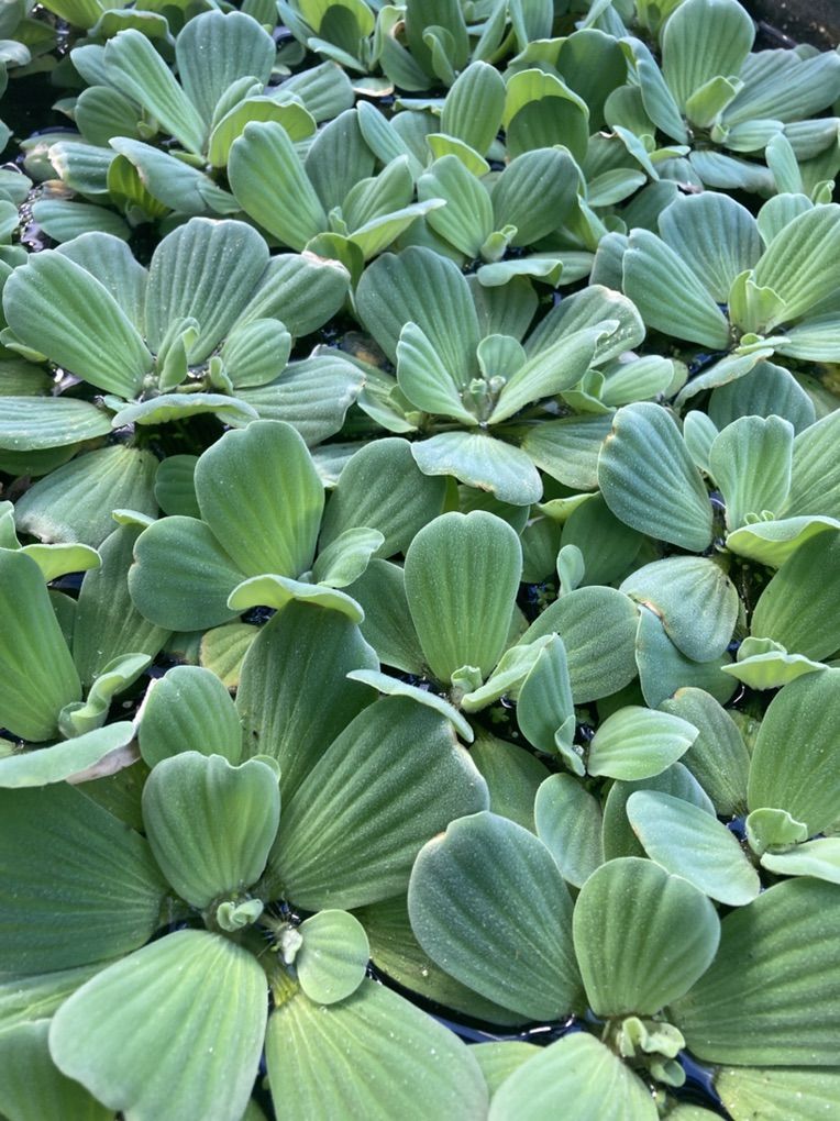 Floating Water Lettuce Plant