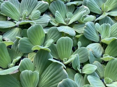 Floating Water Lettuce Plant