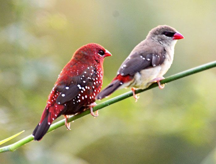 Strawberry Finch Pair