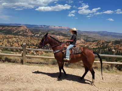 All around bay mare