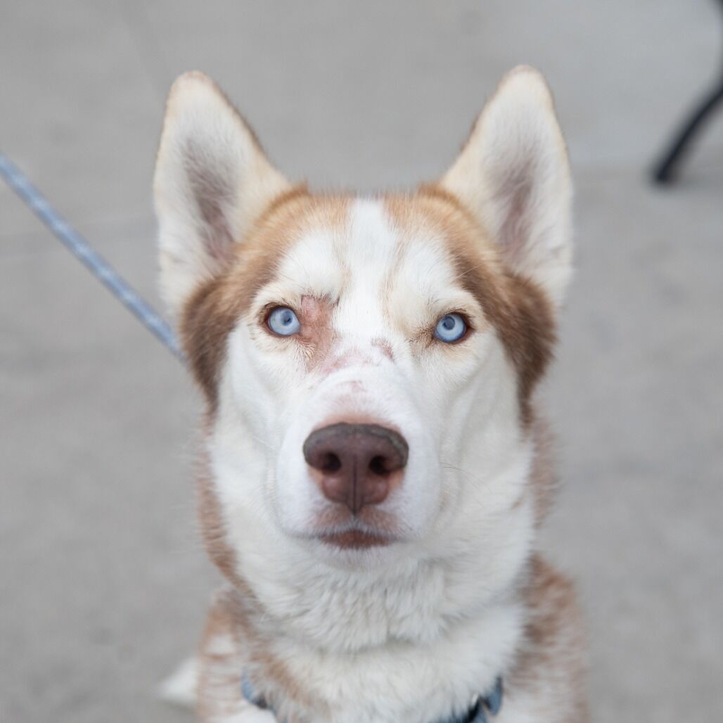 Hello my name is Hachi