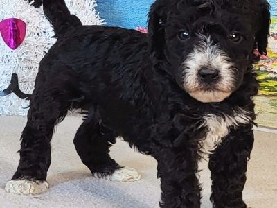 Micro Bernedoodle – Boy Mendy ($1500)
