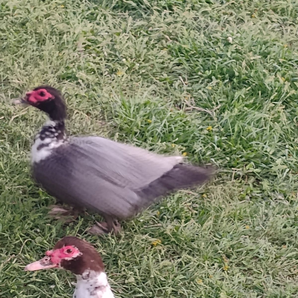 Muscovy ducks
