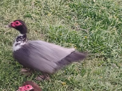 Muscovy ducks