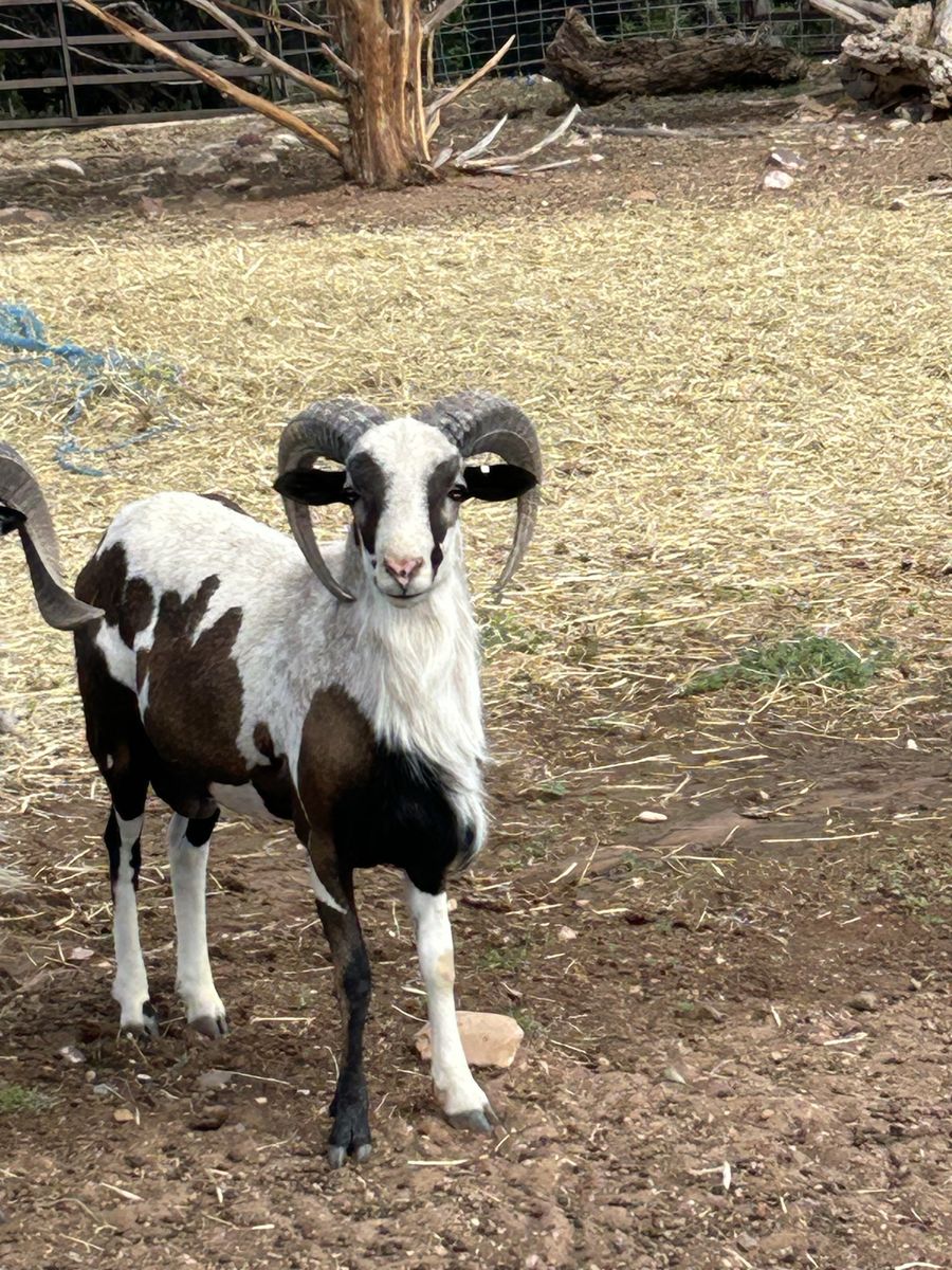 Rams