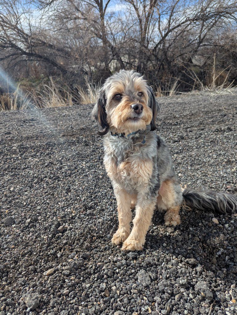 Mini Aussiedoodle - male