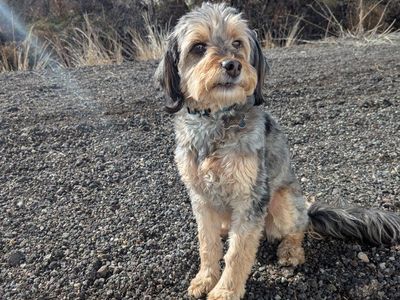 Mini Aussiedoodle - male
