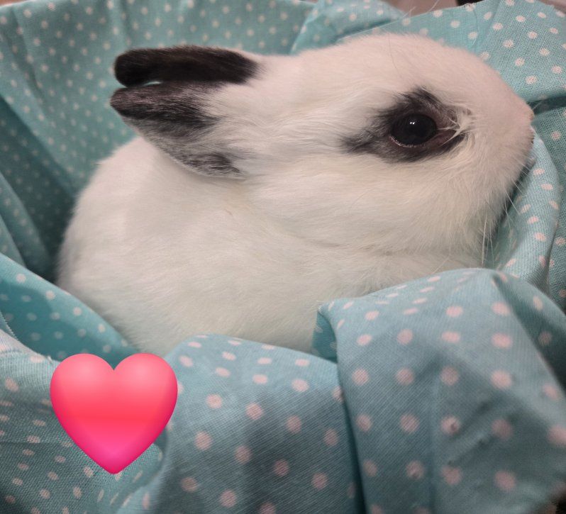 Netherland Dwarf Bunnies- Ready Now!