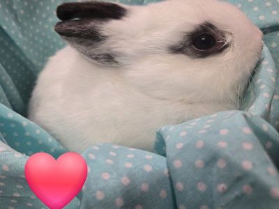 Netherland Dwarf Bunnies- Ready Now!