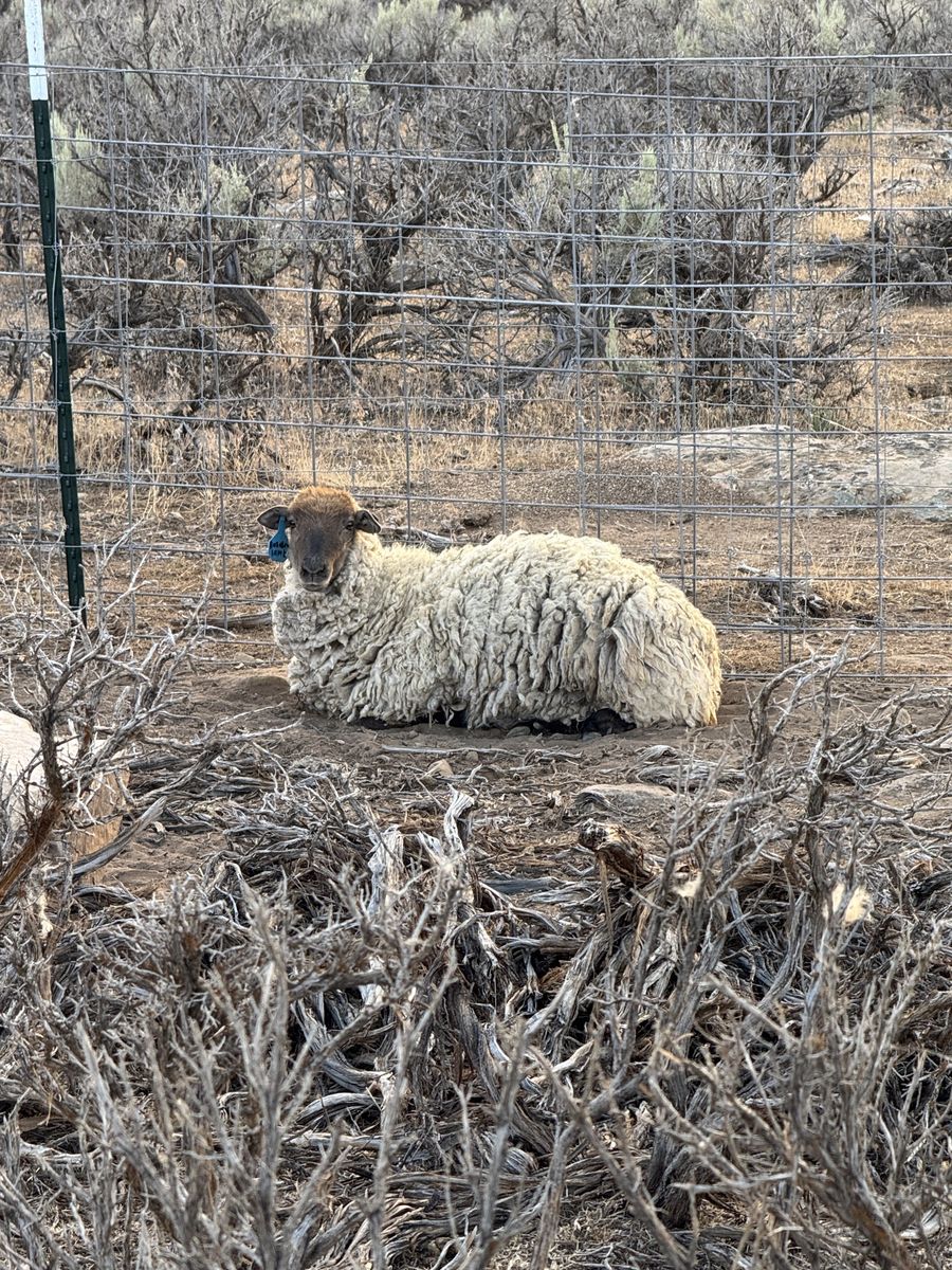 Sheep