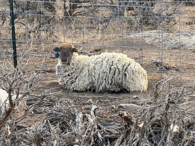 Sheep