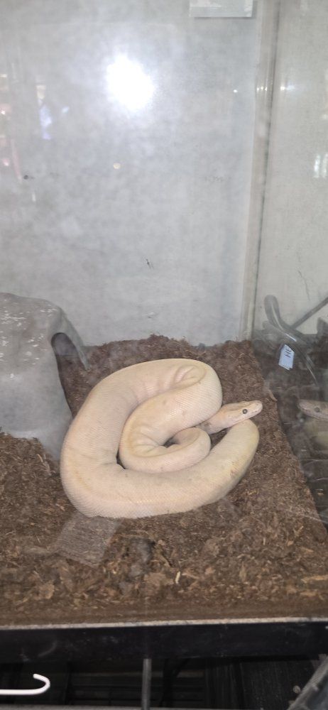 Ball python