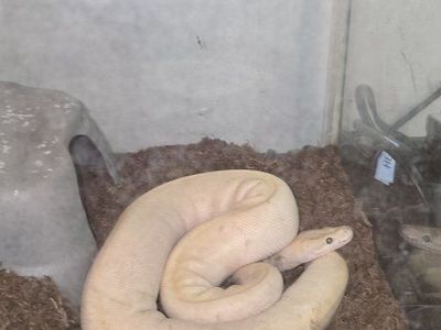 Ball python