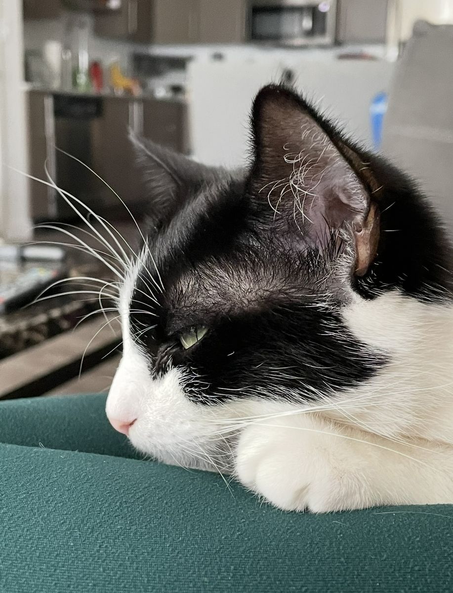 Our kitty needs a new home