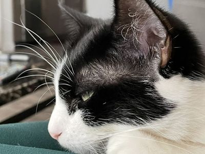 Our kitty needs a new home