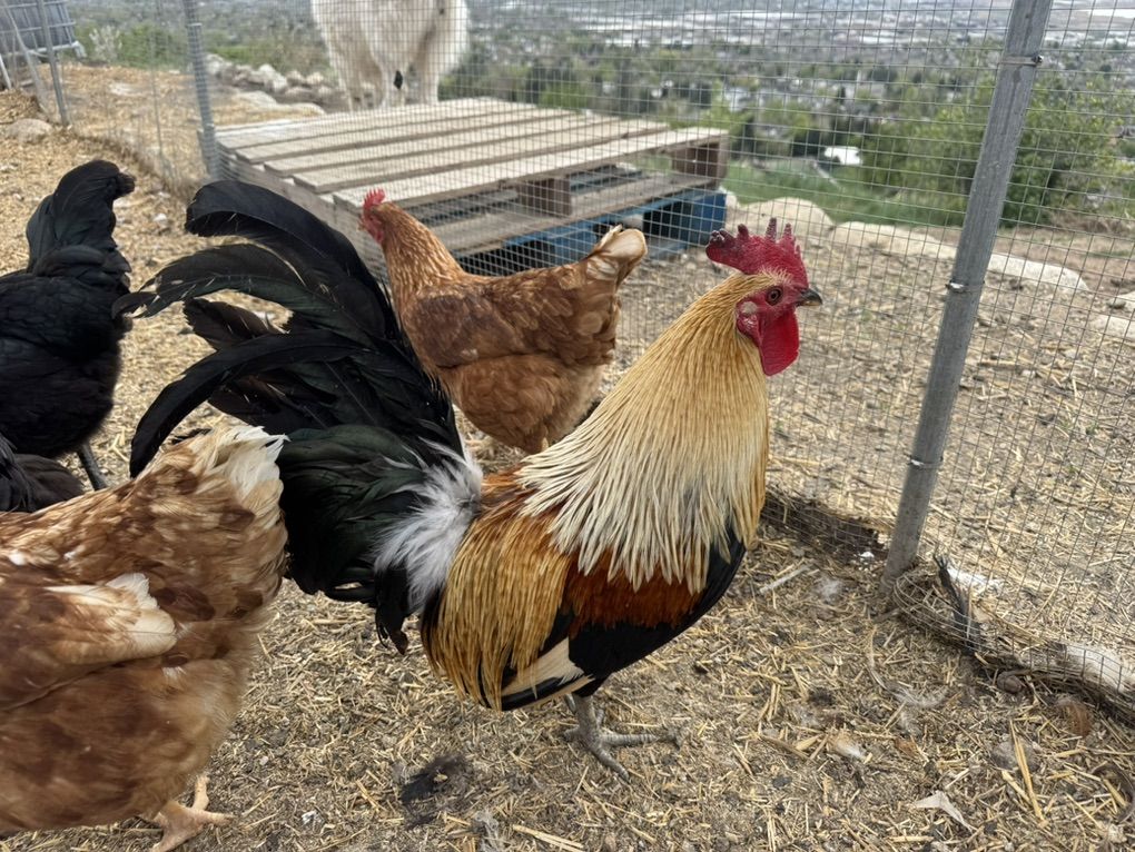 Phoenix Rooster and Hen