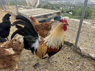 Phoenix Rooster and Hen
