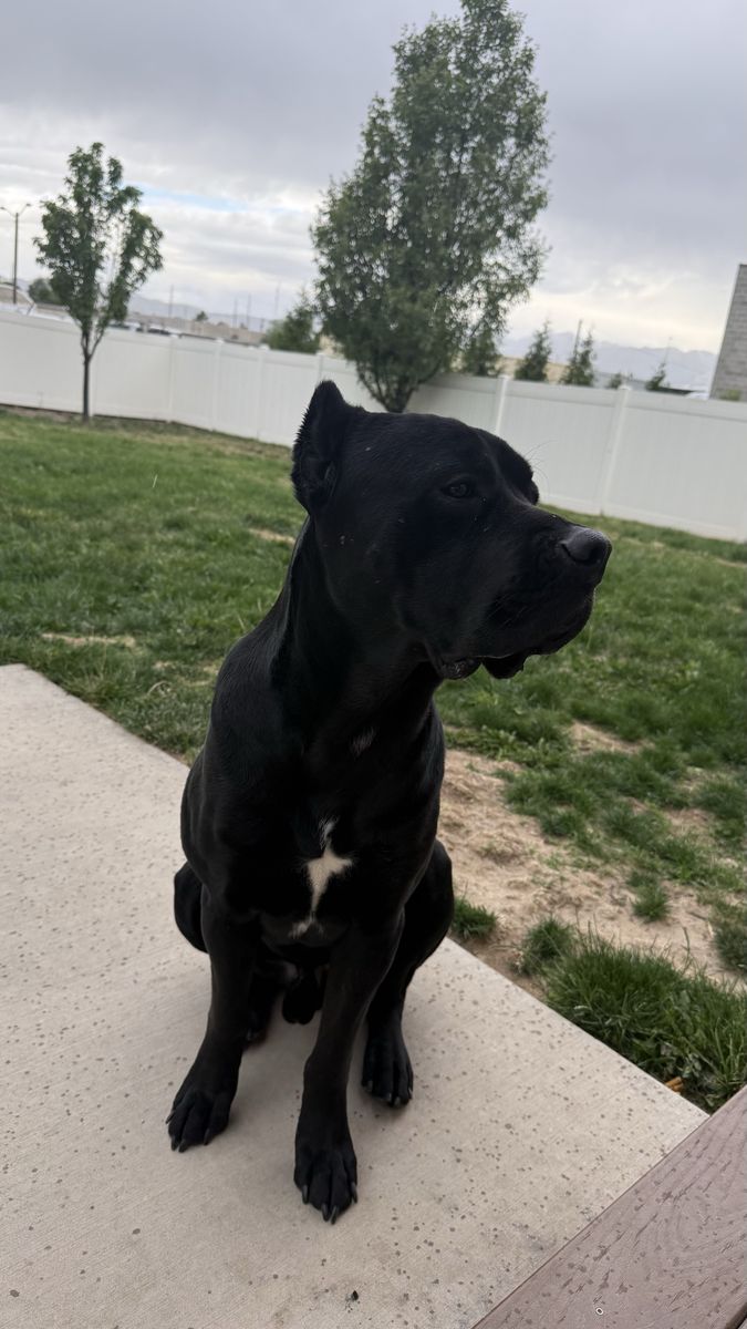 Rehoming Cane Corso