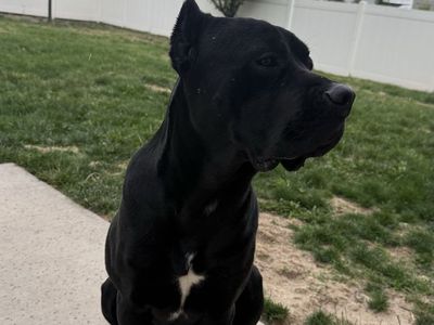 Rehoming Cane Corso