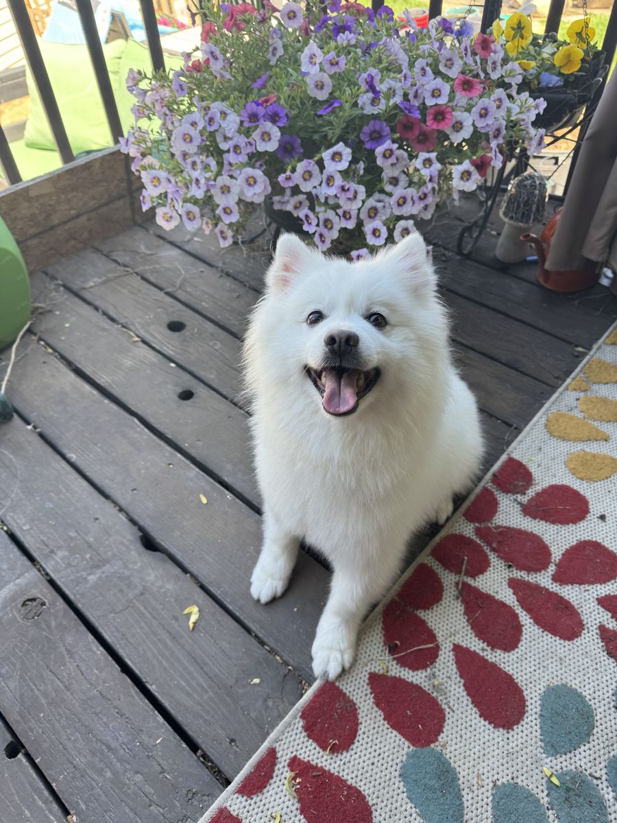Proven American Eskimo Stud Available – West Jordan, Utah