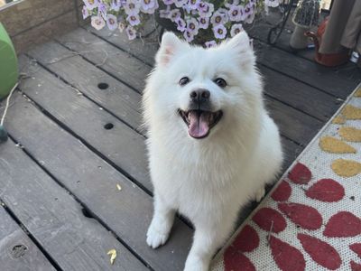 Proven American Eskimo Stud Available – West Jordan, Utah