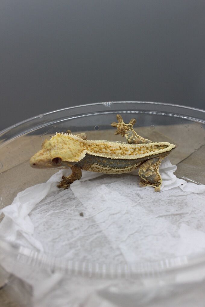 Crested Gecko Emily Burke Line