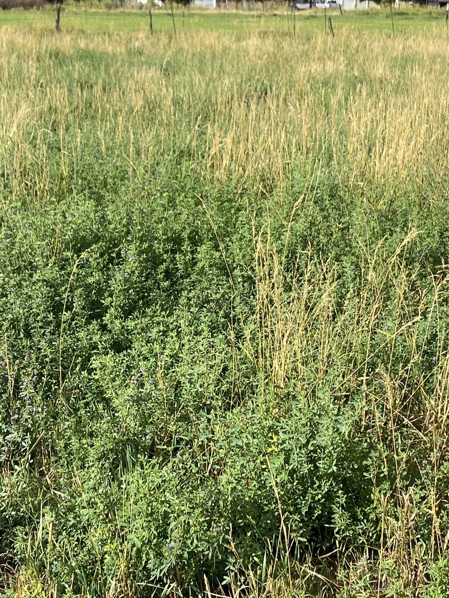 Pasture available NOW ! short term rental 3⁄4 acre fenced- Has Water!